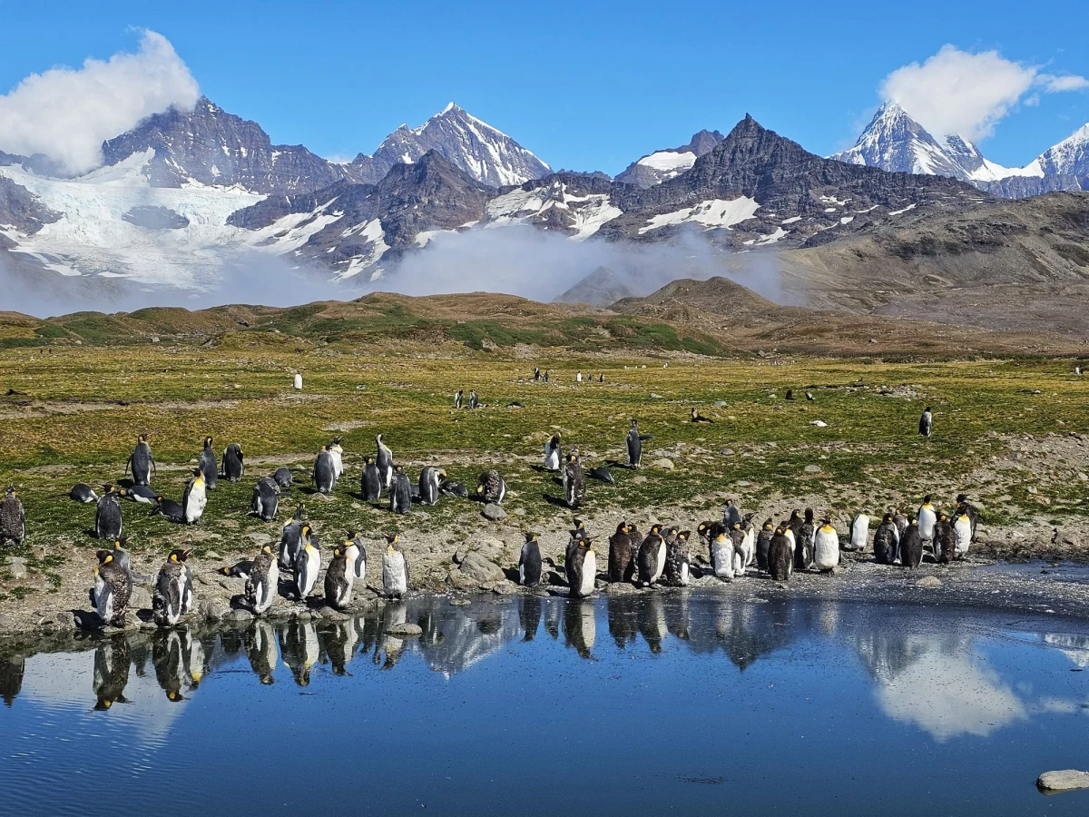Po trudnym żeglarsko odcinku z huraganami na poziomie 9 w 12-stopniowej skali Beauforta, jacht Hayat z Moniką Witkowską na pokładzie dotarł w końcu do położonej na wschód od wybrzeży Ameryki Południowej i na północ od Antarktydy górzystej wyspy Południowa Georgia, będącej częścią Wielkiej Brytanii. "300 tysięcy pingwinów królewskich w jednym miejscu! Tak właśnie jest w Zatoce St Andrews. Hałas nieziemski, smród też, ale wrażenie niesamowite" - pisze w swojej relacji wybitna himalaistka i podróżniczka.