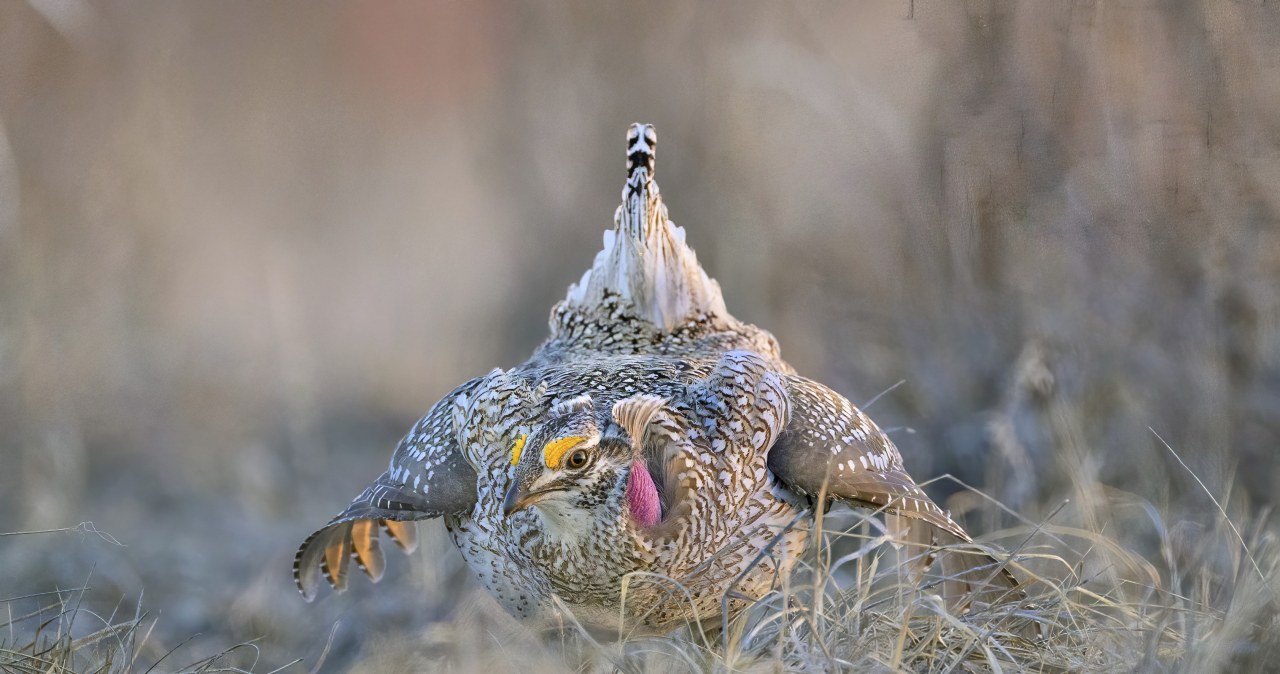 Unikalny ptak skreślony z listy chronionych. Naukowcy krzyczą: „Hańba!” Unikalny ptak skreślony z listy chronionych. Naukowcy krzyczą: „Hańba!”