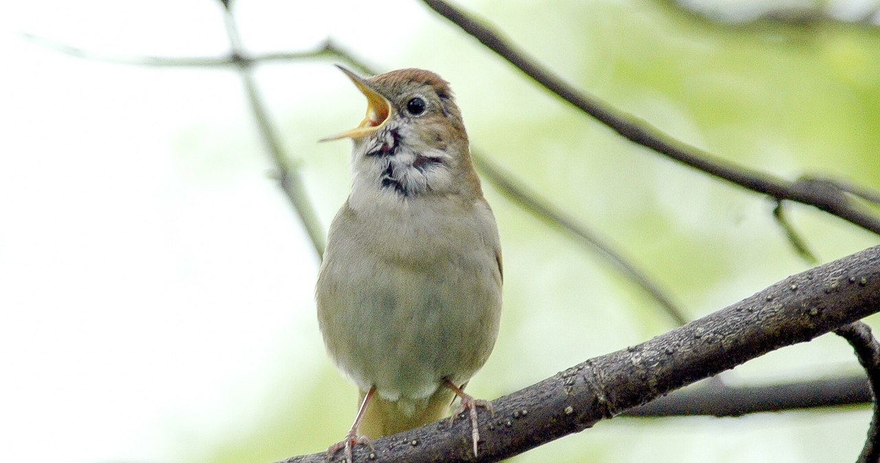 Dlaczego niektóre ptaki śpiewają również w nocy?