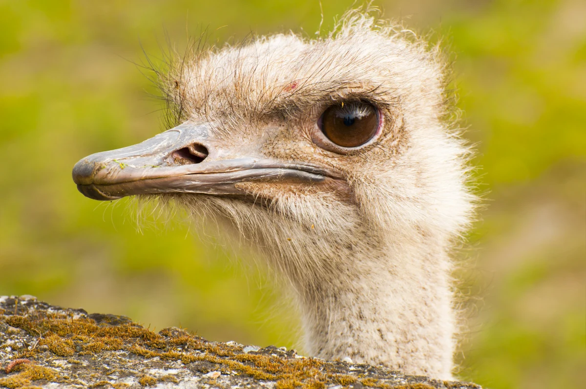 Poznański sąd skazał Łukasza S. na cztery lata więzienia za znęcanie się nad strusiem Zenkiem. Mężczyzna skatował ptaka z gospodarstwa agroturystycznego. Został skazany także za przestępstwa narkotykowe, niszczenie mienia i groźby karalne. Sąd orzekł wobec niego karę łączną siedmiu lat więzienia. Mężczyzna przez 15 lat nie będzie mógł posiadać żadnych zwierząt.