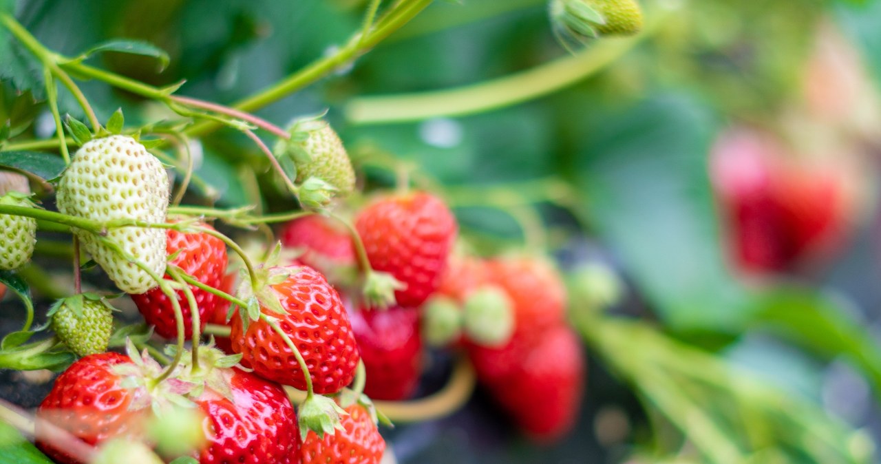 Nie prześpij prac w marcu. Inaczej zapomnisz o truskawkowych zbiorach