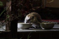 Dzikie zwierzęta w mieście