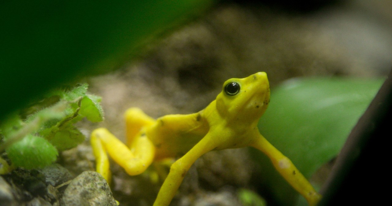Złota żaba wraca do dżungli. To niespodziewane wieści, miało jej tu nie być Złota żaba wraca do dżungli. To niespodziewane wieści, miało jej tu nie być