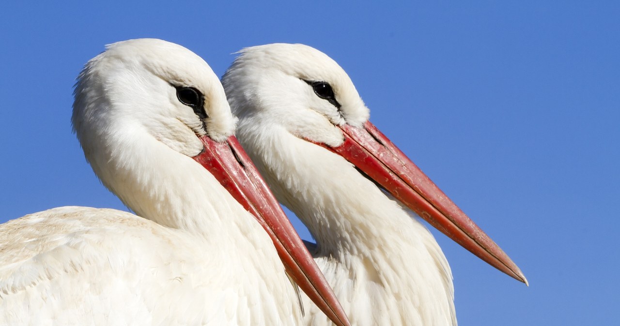 Bociany leciały już do Polski. Utknęły jednak. Co się z nimi dzieje? Bociany leciały już do Polski. Utknęły jednak. Co się z nimi dzieje?