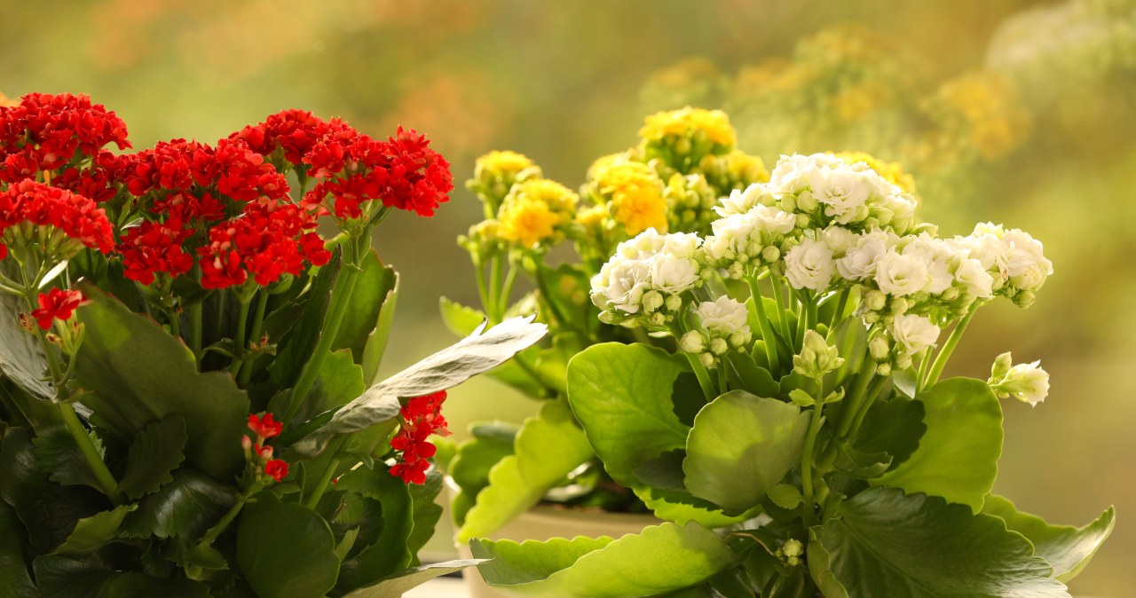 Top 5 kwiatów idealnych na parapet. Niestraszne im mocne słońce