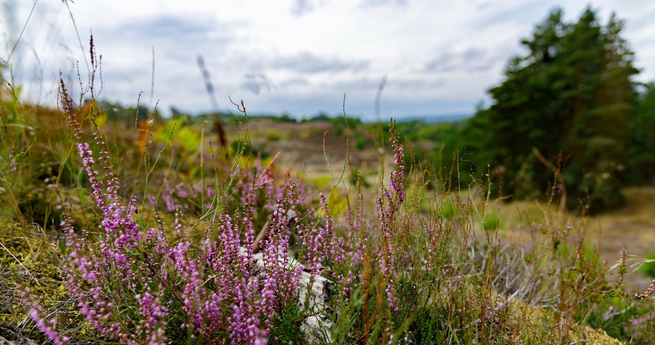 Najdalej wysunięte na zachód miasto w Polsce. Słynie z wyjątkowego rezerwatu