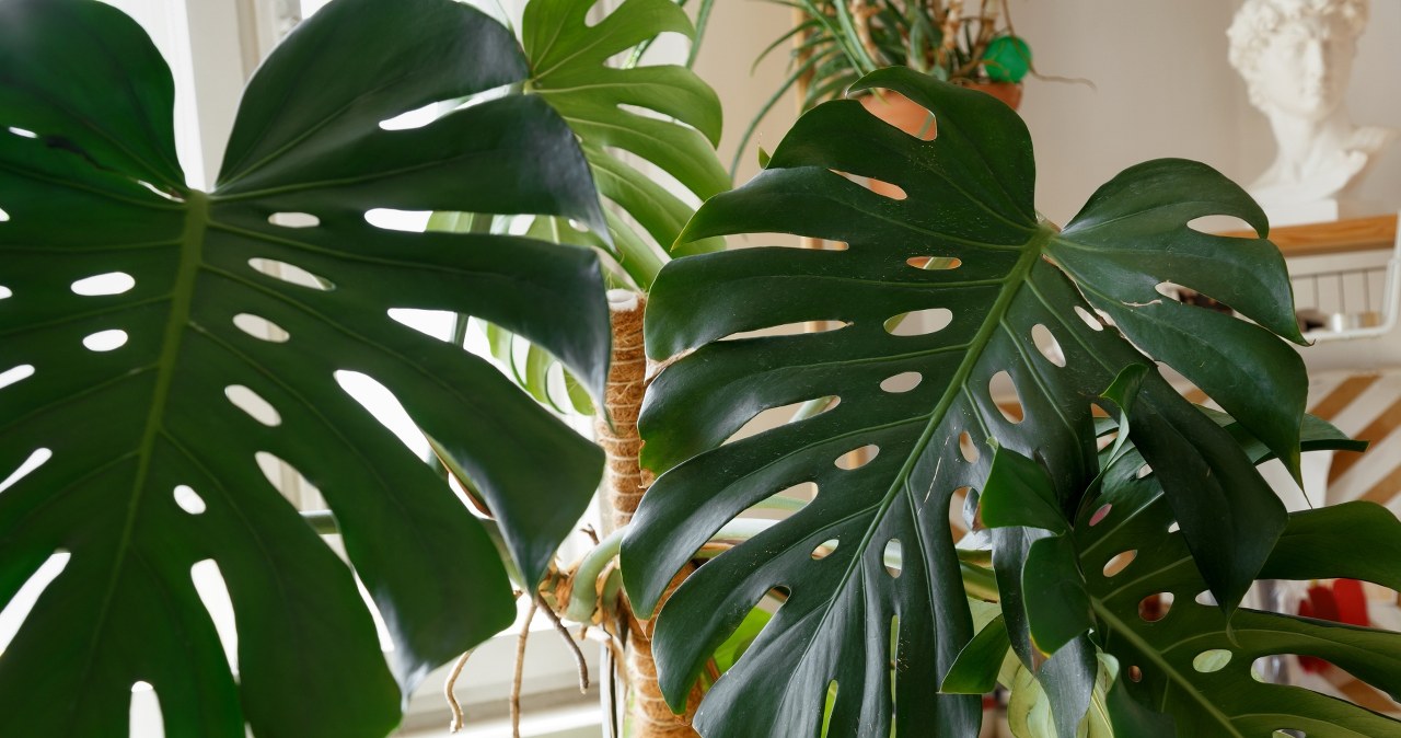 Obierają za cel monstery. Składają choćby 150 jaj i gwałtownie niszczą rośliny