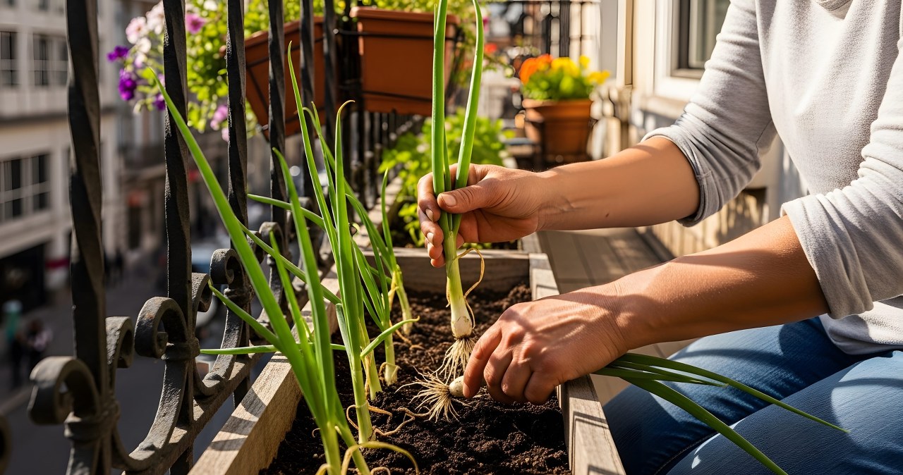 Warzywa i zioła idealne na balkon. Od czego zacząć i jak je uprawiać?