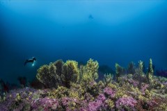 Cap Corse - zagadkowe kręgi na dnie