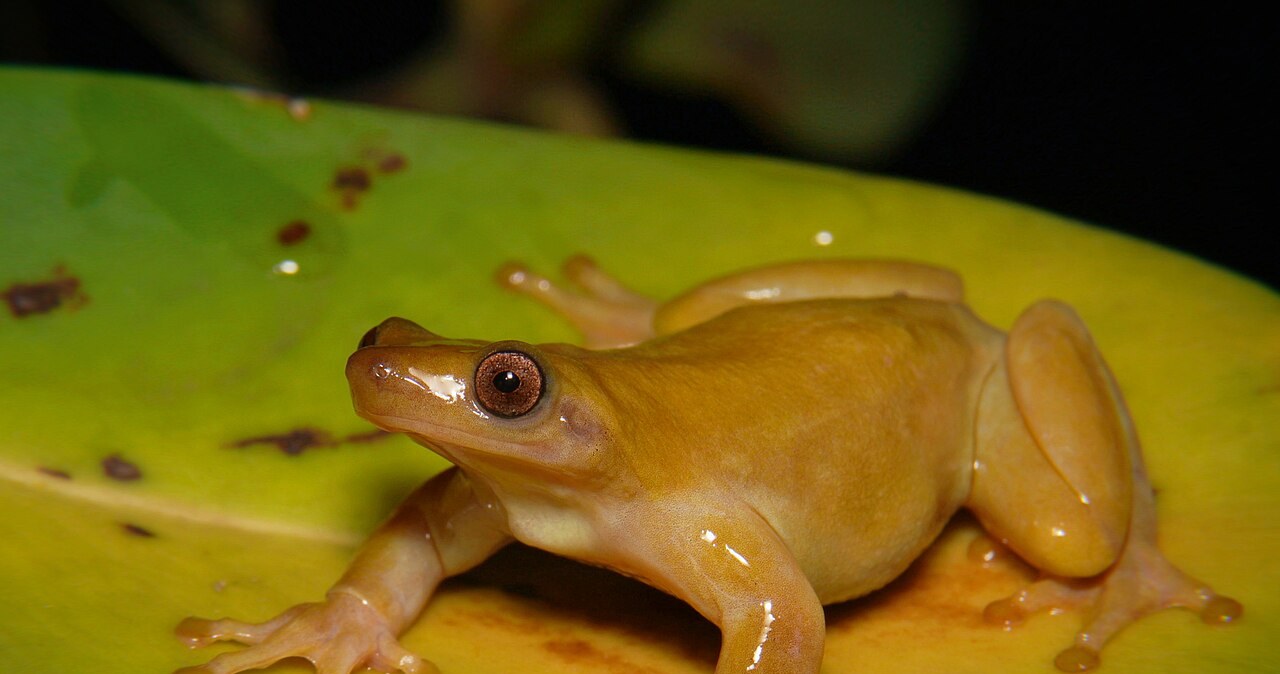 Żaba Xenohyla truncata zapyla rośliny. Pierwszy taki płaz świata Żaba Xenohyla truncata zapyla rośliny. Pierwszy taki płaz świata