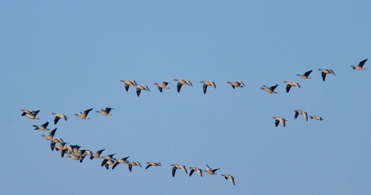 Dlaczego ptaki lecą w kluczu? To przemyślana strategia
