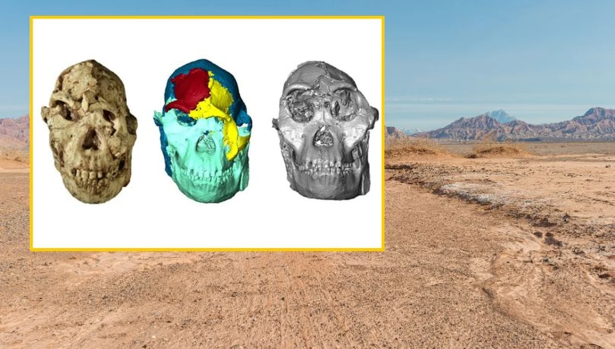 Najnowsze badania nad jednym z najbardziej kompletnych szkieletów wczesnych homininów, znanym jako "Mała Stopa" (Little Foot), przynoszą przełomowe informacje na temat ewolucji ludzkiej twarzy. Dzięki zaawansowanym technikom cyfrowej rekonstrukcji naukowcy z University of the Witwatersrand po raz pierwszy mogli szczegółowo odtworzyć wygląd twarzy osobnika sprzed 3,67 miliona lat, którego szczątki odkryto w jaskiniach Sterkfontein w Republice Południowej Afryki. Swoją pracę opublikowali na łamach czasopisma "Comptes Rendus Palevol".