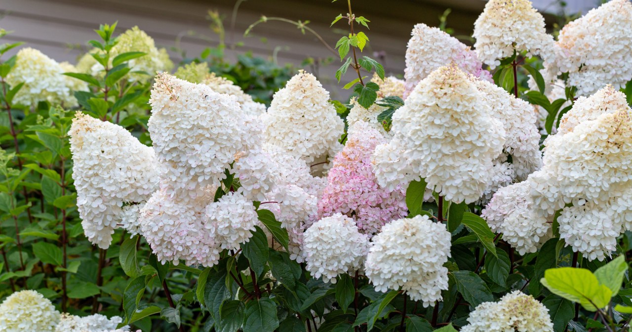 "Zasada ołówka" w cięciu hortensji bukietowej. Rozkwitnie w pełnej krasie
