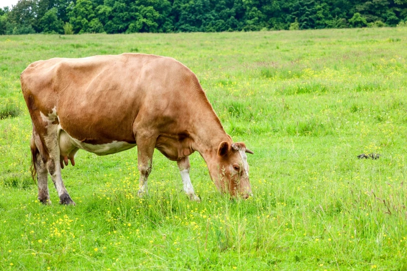 Czesi chcą mieć państwowe krowy. Przetarg ma strategiczne znaczenie