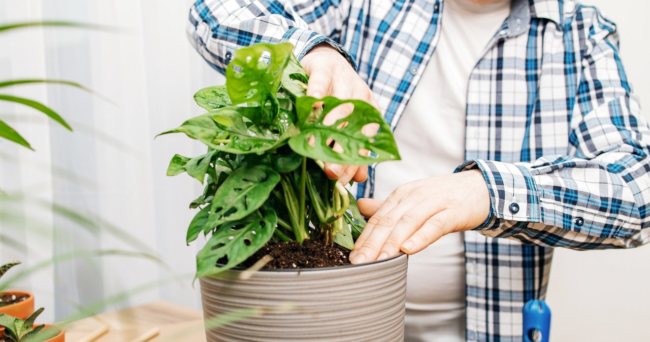 Włóż do doniczki a odstraszysz szkodniki. Ziemiórki nie mają szans