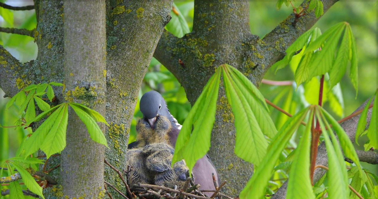 Na te prace w ogrodzie trzeba uważać. Łatwo złamać zakaz związany z ptakami