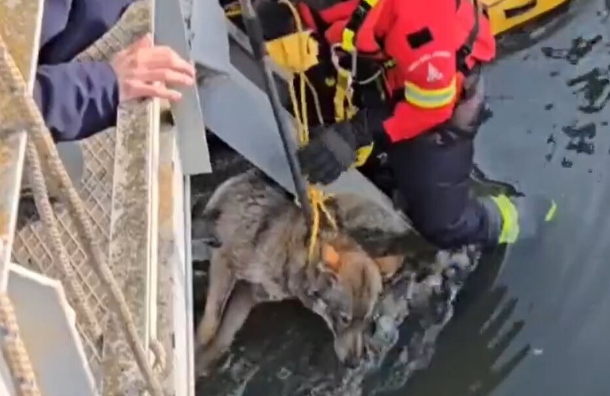 ​Wilczyca utknęła w kanale. Spektakularna akcja strażaków