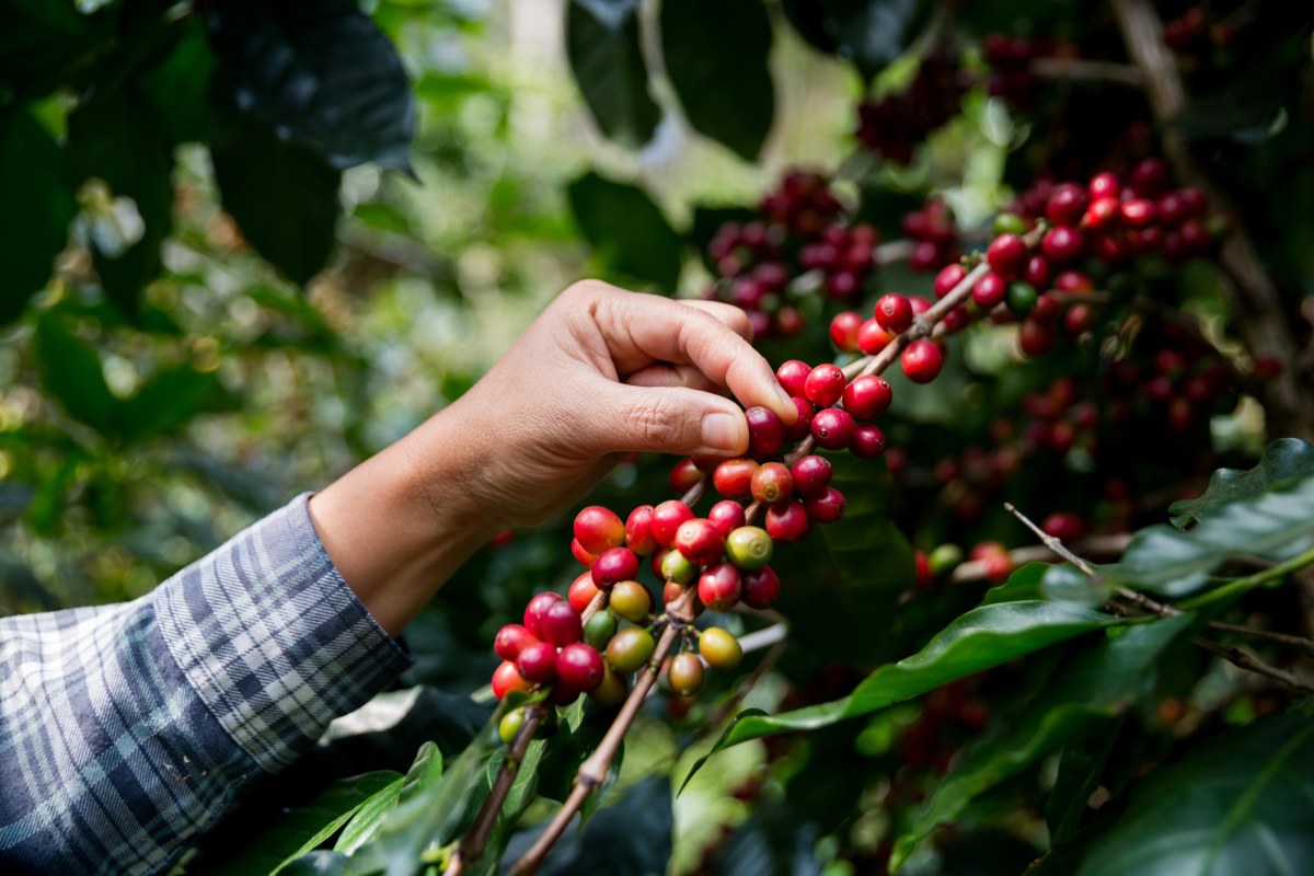Kiedyś uważana za używkę, dziś sprzymierzeniec zdrowia. Nowe badania obalają mity