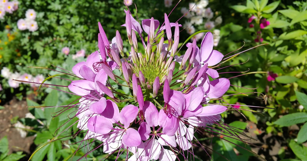 Jest nazywana "pajęczą rośliną". Wysiej teraz, będzie kwitła aż do jesieni