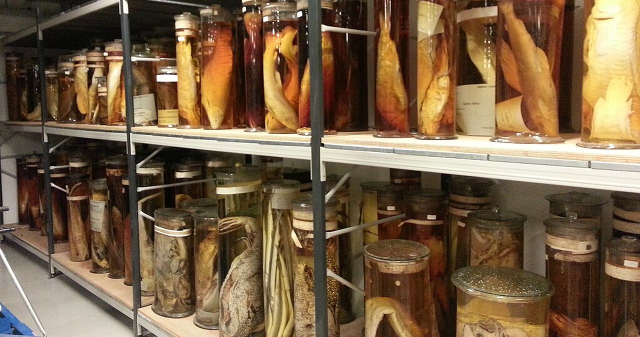 Zbiory Darwina pod lupą badaczy. Sprawdzili, co jest w słojach