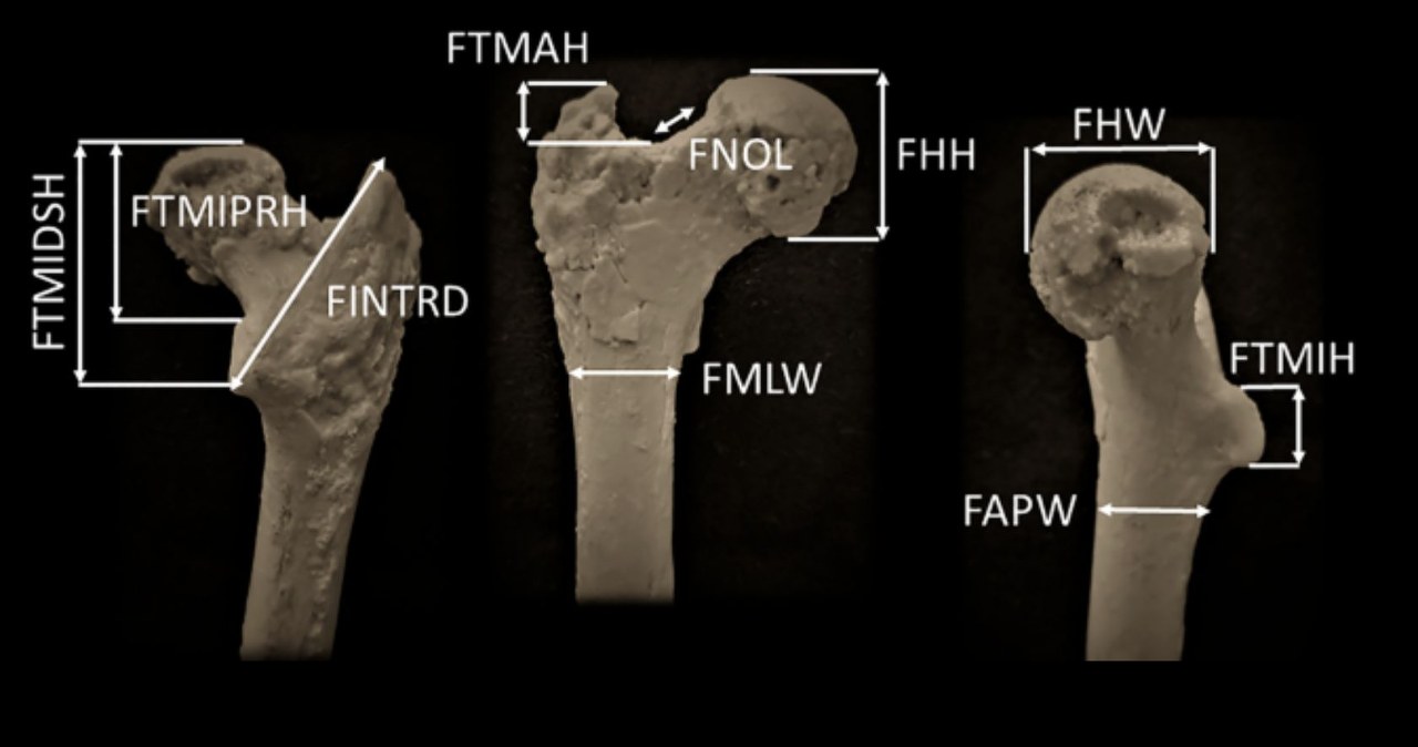 Ewolucja człowieka zaczęła się w Europie? Nowe badania zaskakują