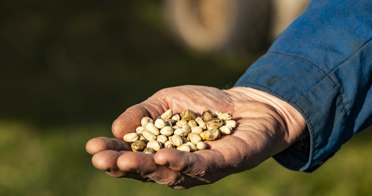 Polska ma za mało fasoli. A jest zdrowsza niż mięso Polska ma za mało fasoli. A jest zdrowsza niż mięso