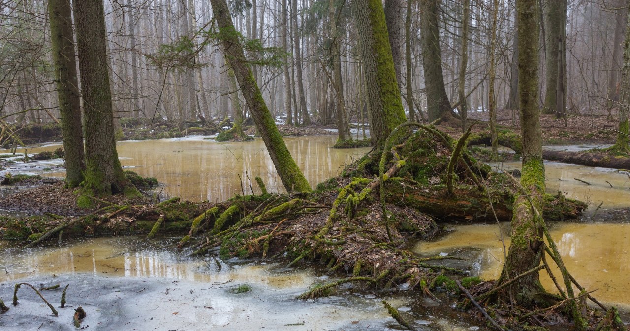 Spektakularne zjawisko w polskich lasach. Wygląda jak cud natury