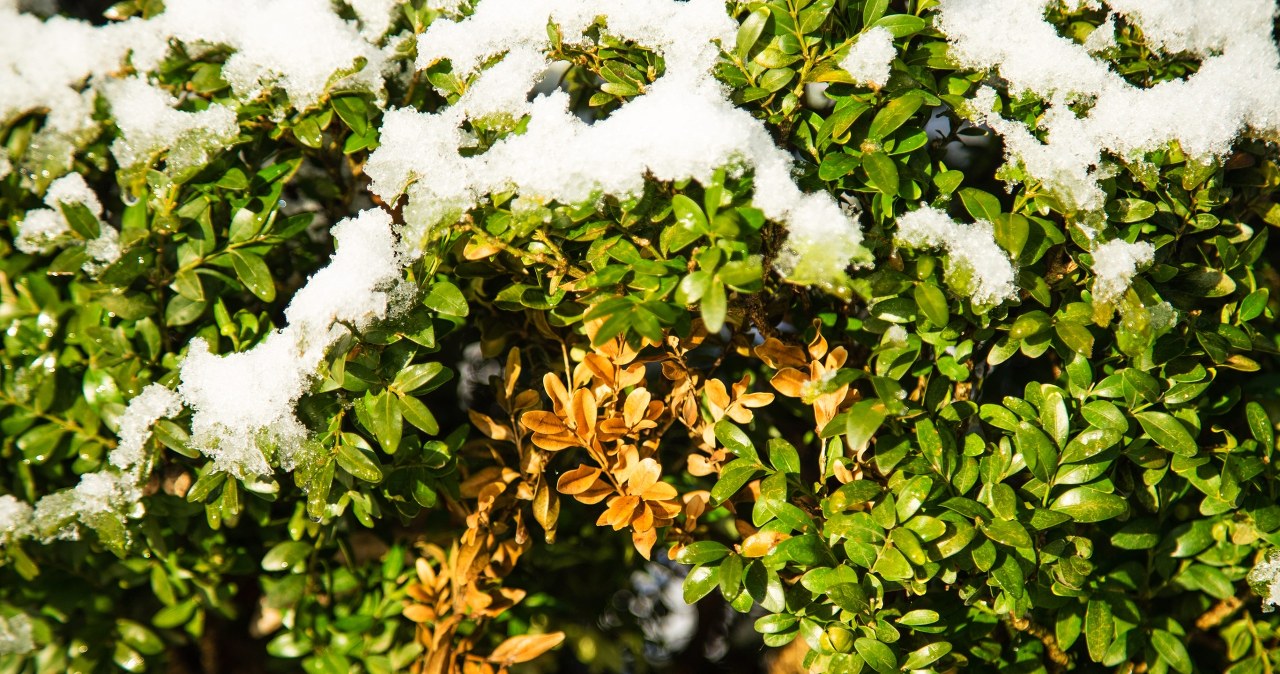 Domowy sposób na ćmę bukszpanową. Rozsyp obficie, by pozbyć się szkodnika