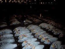 Błękitna Planeta: morze trosk