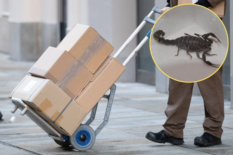 Niespodzianka w przesyłce z Chin. "Zobaczyłem, że coś się porusza"