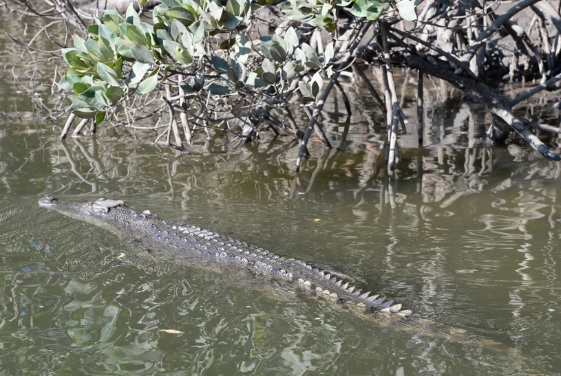 Gwałtowne powodzie w Australii. W wodzie czyha niebezpieczeństwo