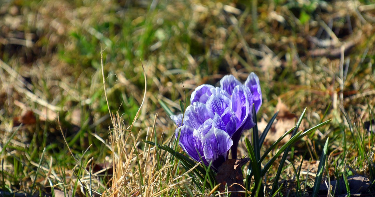 Kiedy zaczyna się wiosna? Cztery daty, łatwo się pomylić