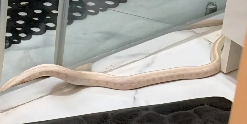 Metrowy wąż wpełzł do mieszkania w Elblągu. Policja ostrzega mieszkańców