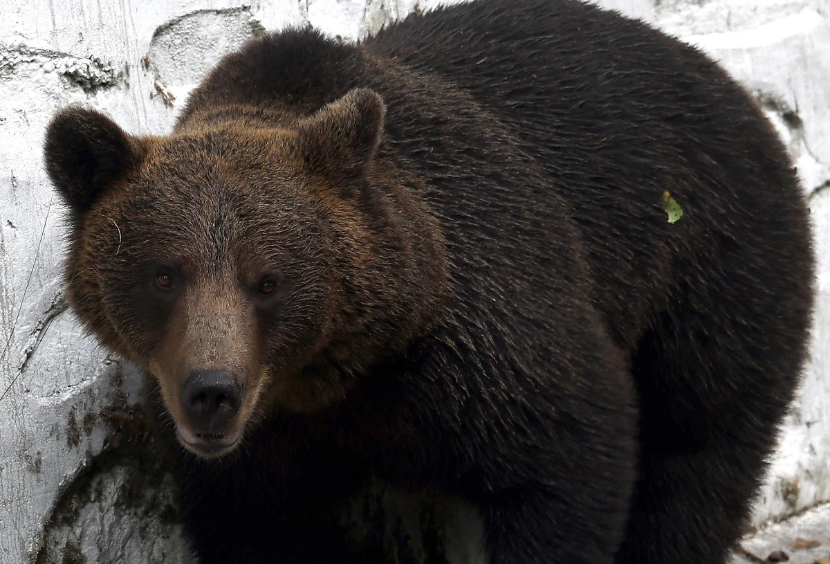 Resort klimatu i środowiska zabrał głos po ataku niedźwiedzia w Bieszczadach. Przypomniał m.in., że trwają prace nad zmianami w prawie, które mają umożliwić odstraszanie niedźwiedzi bronią z gumową amunicją.