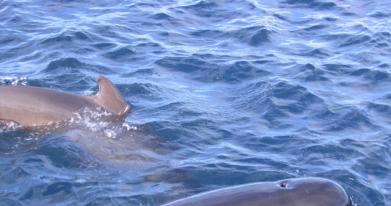 Szokujący raport naukowców. Ujawniono powody masowej śmierci zwierząt Szokujący raport naukowców. Ujawniono powody masowej śmierci zwierząt