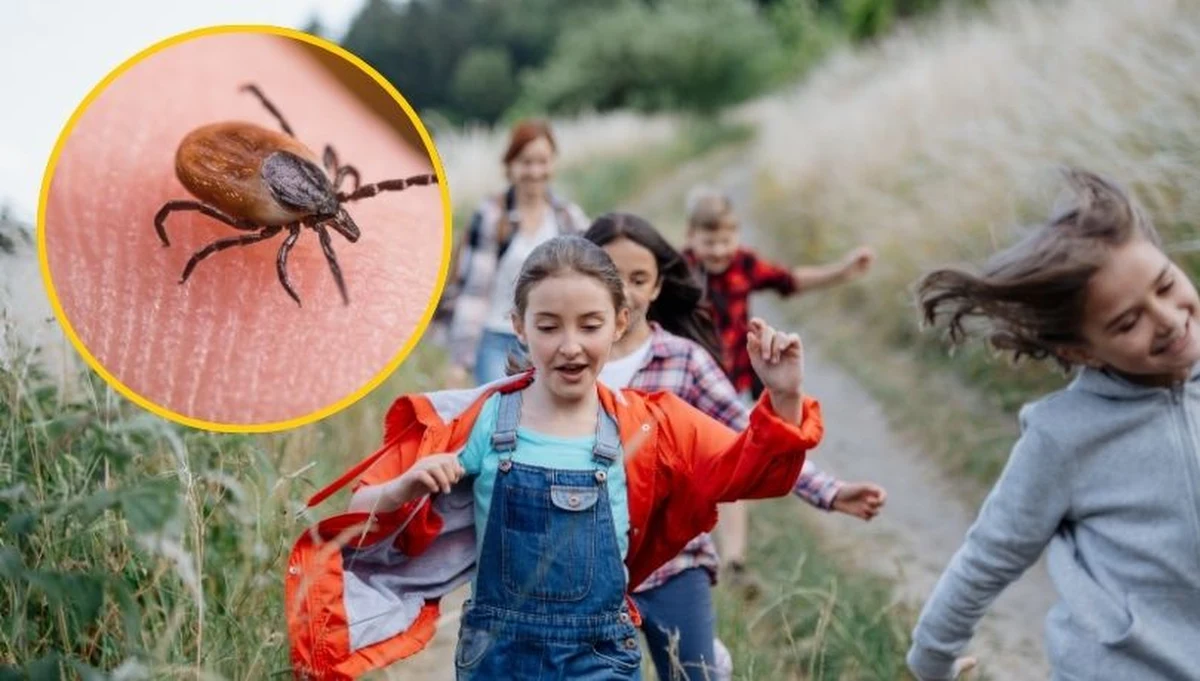Choć tegoroczna zima zaskoczyła nas solidnymi mrozami i grubą warstwą śniegu, kleszcze nie zamierzają się poddać. Te niewielkie, ale groźne pajęczaki doskonale przystosowały się do naszego klimatu i nawet największe chłody nie są w stanie ich wyeliminować. Eksperci ostrzegają: te groźne pajęczaki tylko czekają na cieplejsze dni, by znów zaatakować. Lada chwila ruszą na żer. Kiedy i gdzie najbardziej uważać na kleszcze?