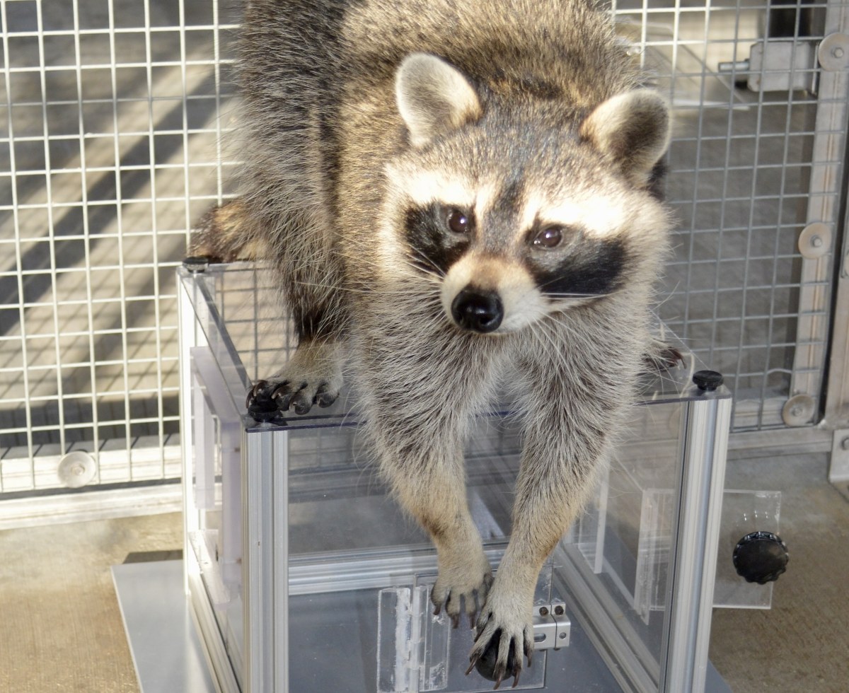 Są sprytne i ciekawskie. Szopy pracze mądrzejsze, niż myśleliśmy