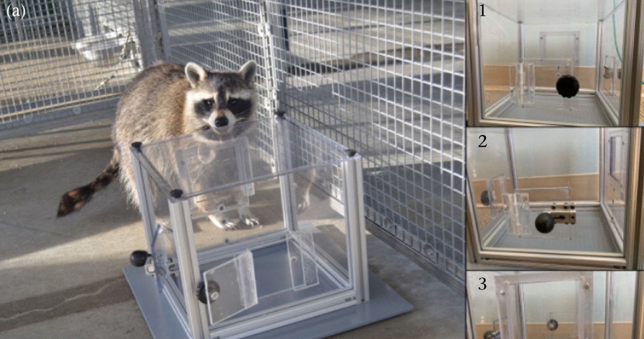 Odkryły nieznane motywy szopów. Ich nagrodą jest nie tylko jedzenie