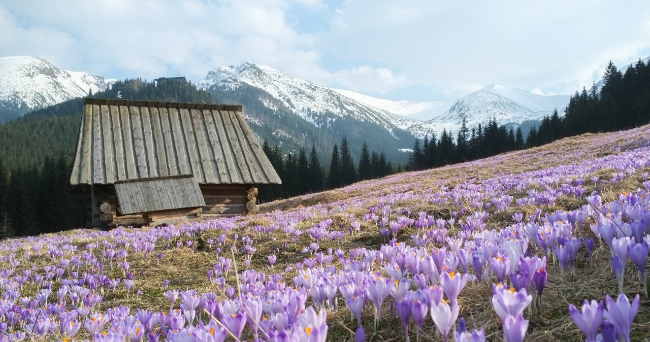 Kiedy w Tatrach pojawią się krokusy? Na tę datę czeka wielu turystów