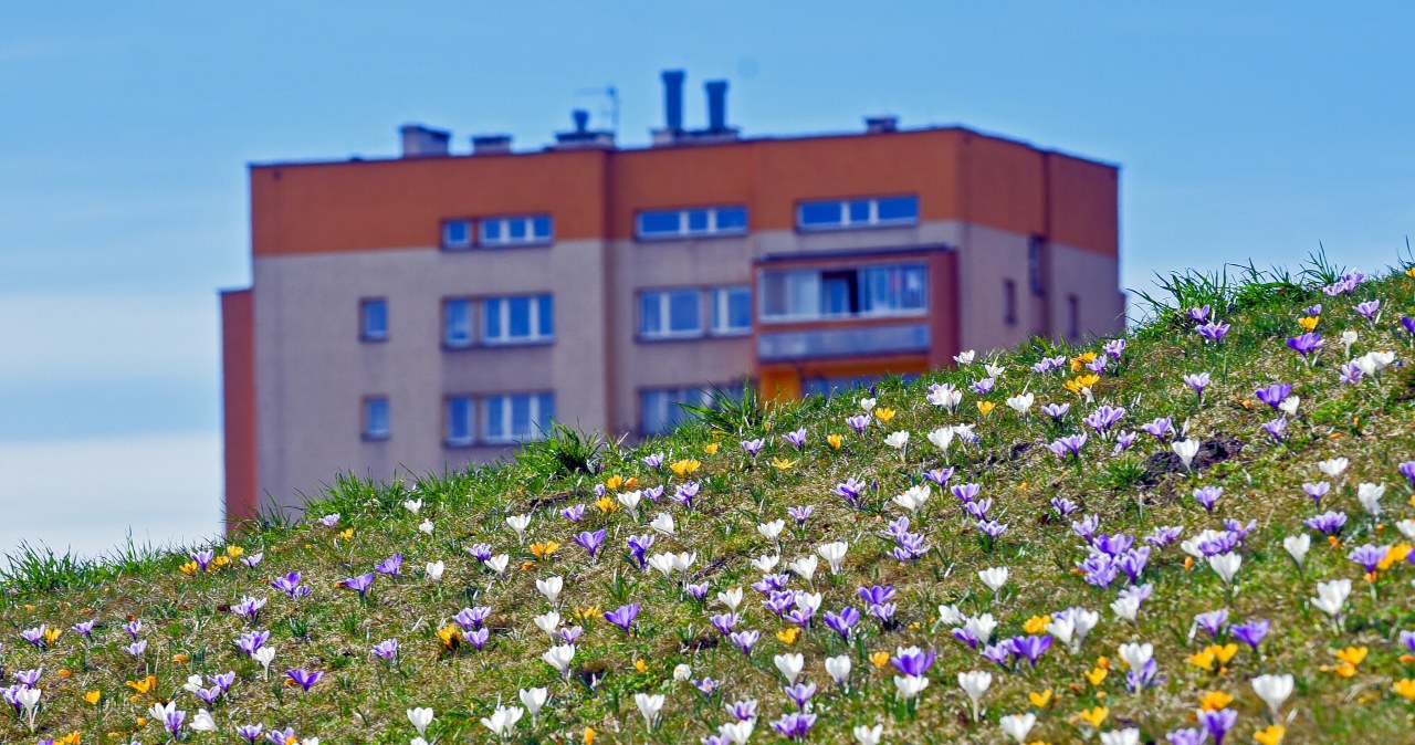 5 kwiatów, które kwitną wczesną wiosną. Wypatruj na spacerze