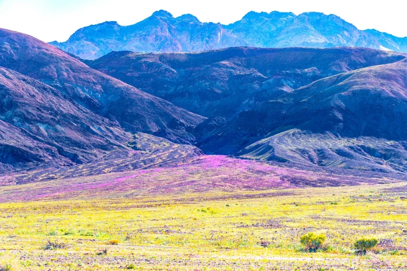 Kwiaty wyrosły na pustyni. "Najlepsze kwitnienie" od dekady