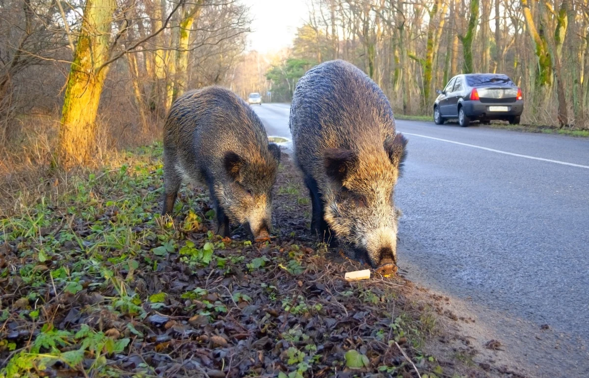 Mieszkańcy Świnoujścia mogą bezpłatnie odebrać preparaty odstraszające dziki – informuje tamtejszy magistrat. Środek dostępny jest w Wydziale Ochrony Środowiska i Leśnictwa Urzędu Miasta.
