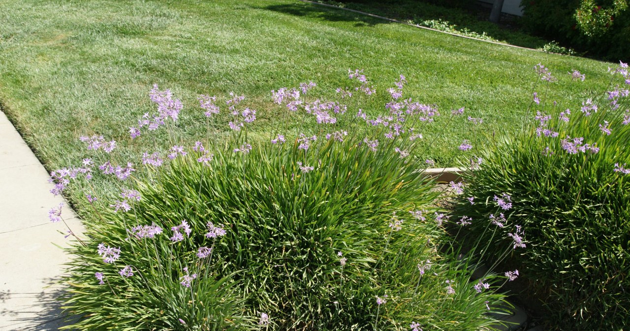 Węże czują już je daleka. Koniecznie posadź wzdłuż działki