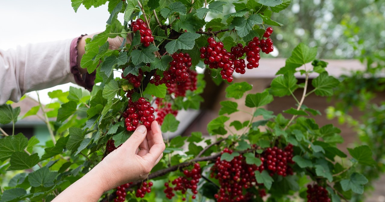 Rozpuść i wlej pod porzeczki w marcu. Owoce ledwo zmieszczą się na krzaczku