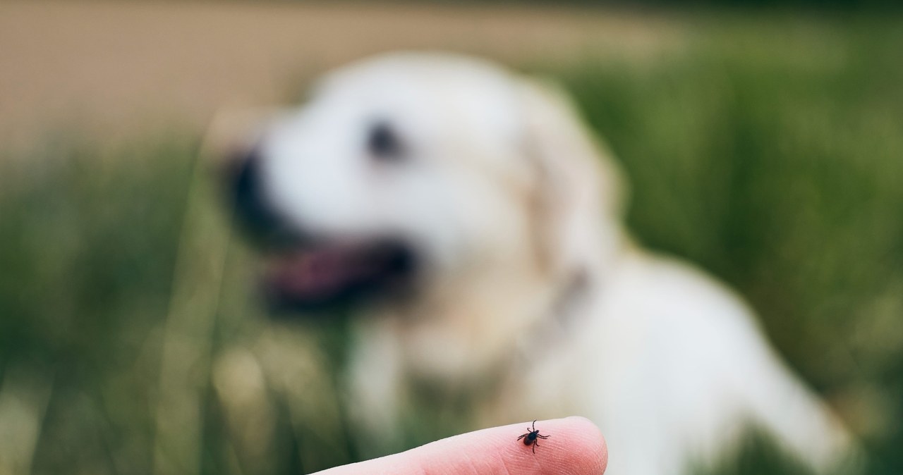 Które zwierzęta zjadają kleszcze? Zdziwisz się