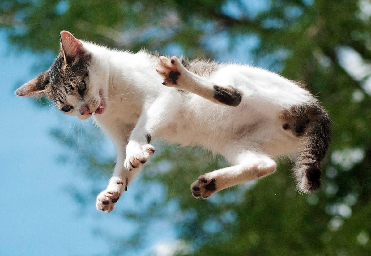 Zagadka kociego "lądowania na cztery łapy" rozwiązana