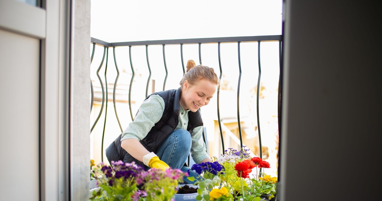 Te kwiaty posadź w marcu na balkonie. Będzie wyglądał, jak tajemniczy ogród