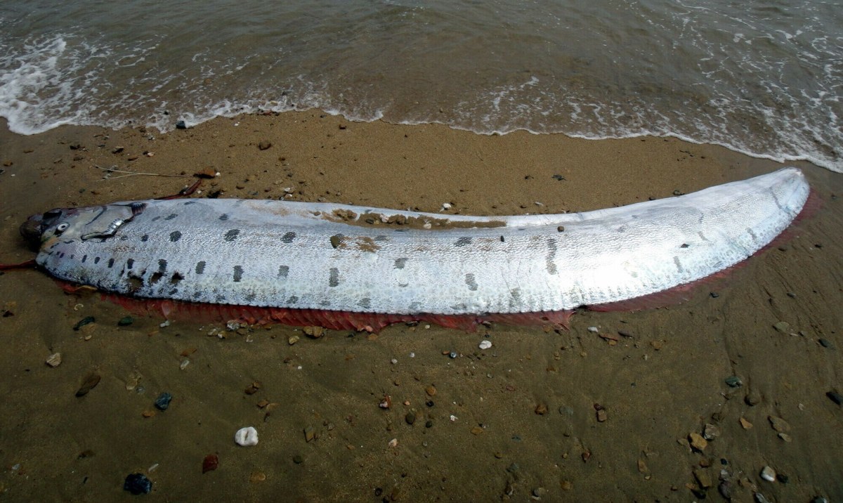 Dwie ryby "zwiastujące" kataklizmy znów znalezione na plaży