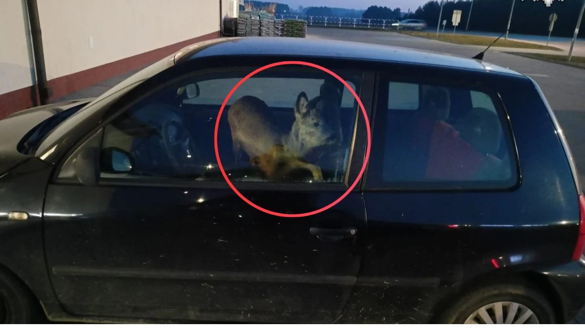 Mieszkanka powiatu krapkowickiego (woj. opolskie) w drodze do pracy potrąciła sarnę. Zamiast jednak czekać na miejscu na przyjazd służb, postanowiła zabrać ranne zwierzę ze sobą. Sarna, przykryta kocem, odbyła nietypową podróż na miejscu pasażera. Na szczęście cała historia zakończyła się szczęśliwie – zarówno dla kobiety, jak i jej leśnej „pasażerki”.