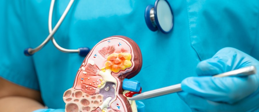 Choroby nerek są drugim, po nadciśnieniu tętniczym, najczęstszym przewlekłym schorzeniem dotykającym dorosłych Polaków. Ten niewielki narząd odpowiada za długą listę procesów, które zachodzą w naszym organizmie. 